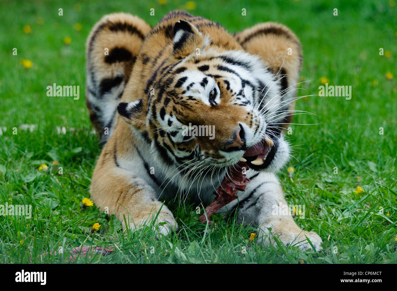 A tiger eating its dinner. Taken at Longleat Safari Park Stock Photo