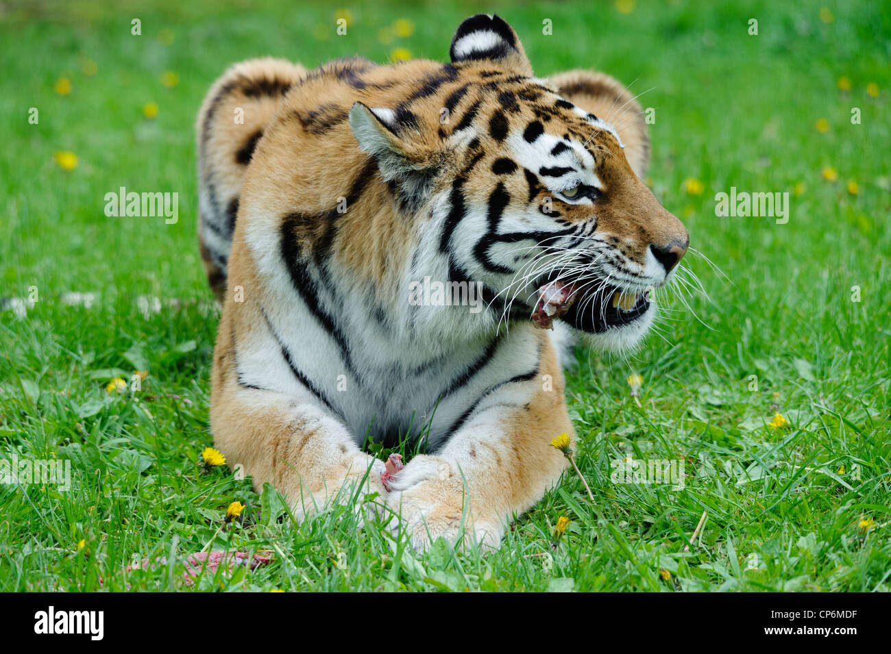 A tiger eating its dinner. Taken at Longleat Safari Park Stock Photo