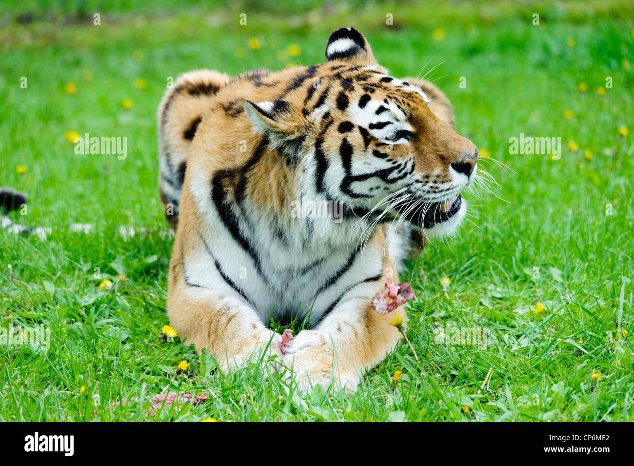 A tiger eating its dinner. Taken at Longleat Safari Park Stock Photo