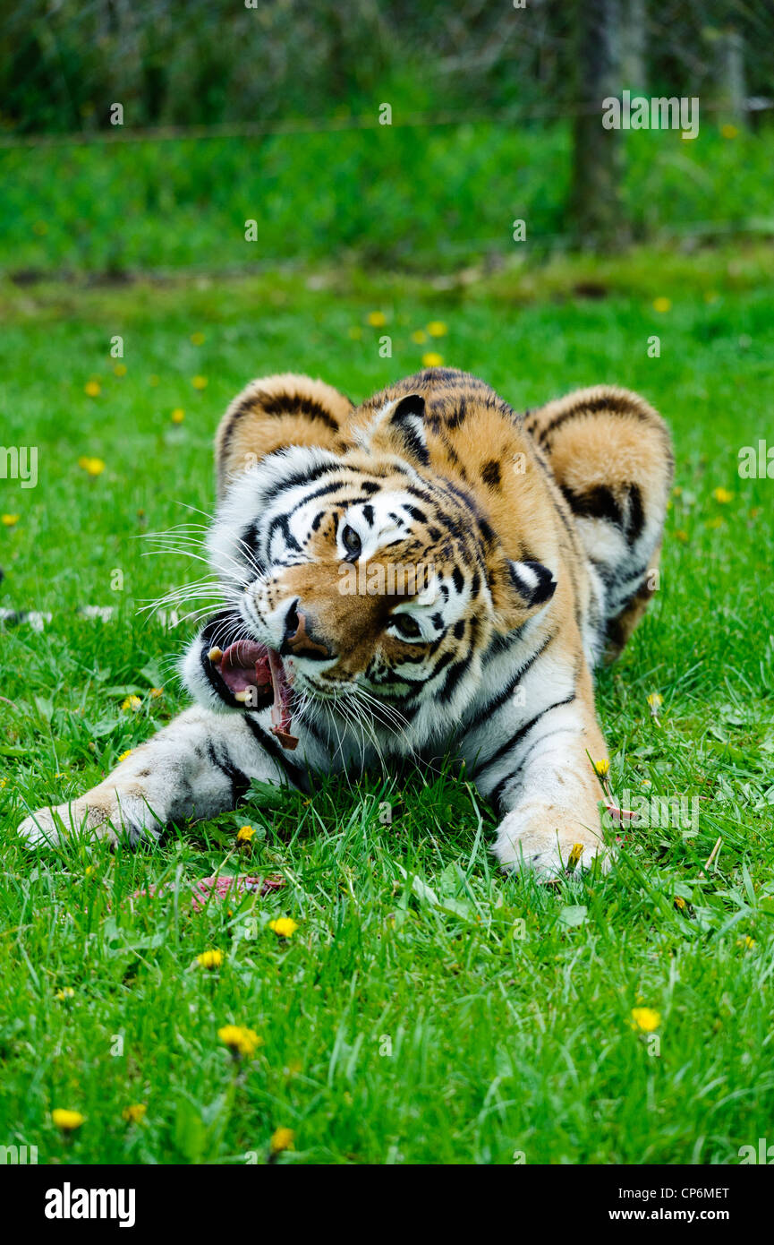 A tiger eating its dinner. Taken at Longleat Safari Park Stock Photo
