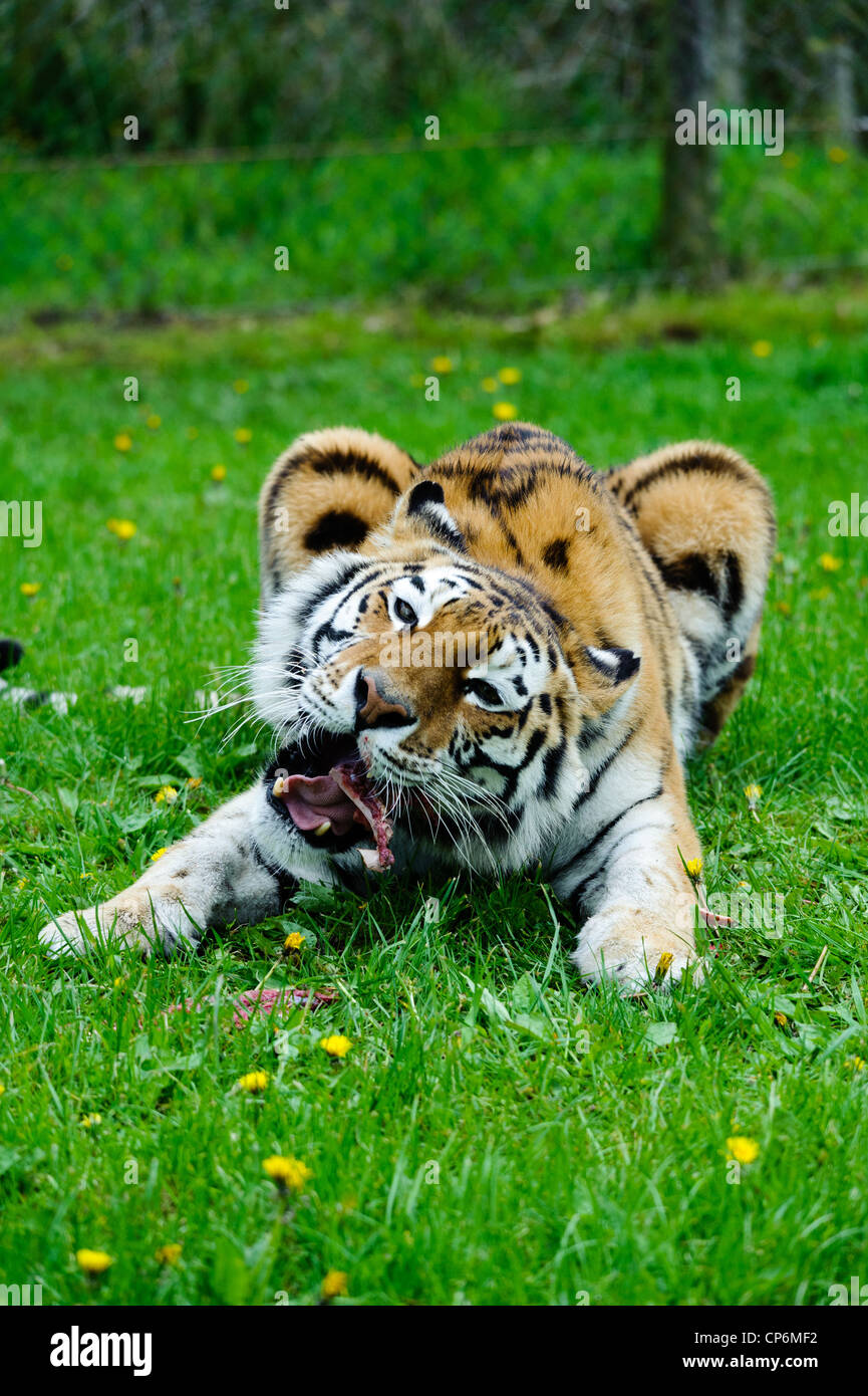 A tiger eating its dinner. Taken at Longleat Safari Park Stock Photo