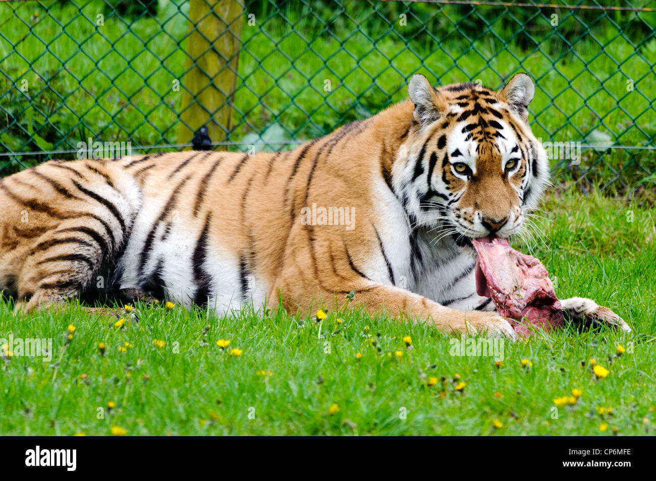 A tiger eating its dinner. Taken at Longleat Safari Park Stock Photo