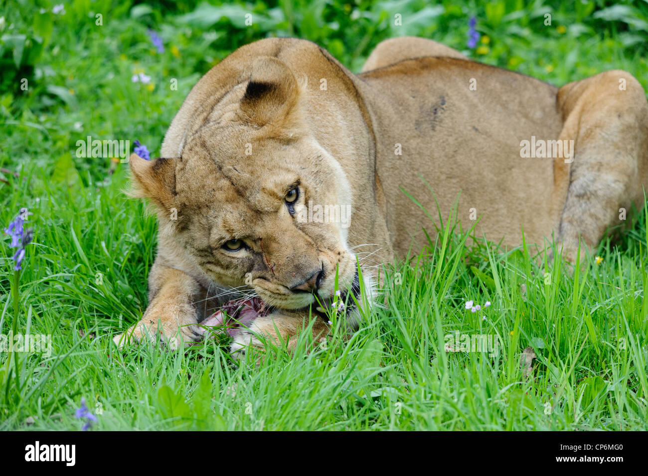 A lioness eating its dinner. Taken at Longleat Safari Park Stock Photo