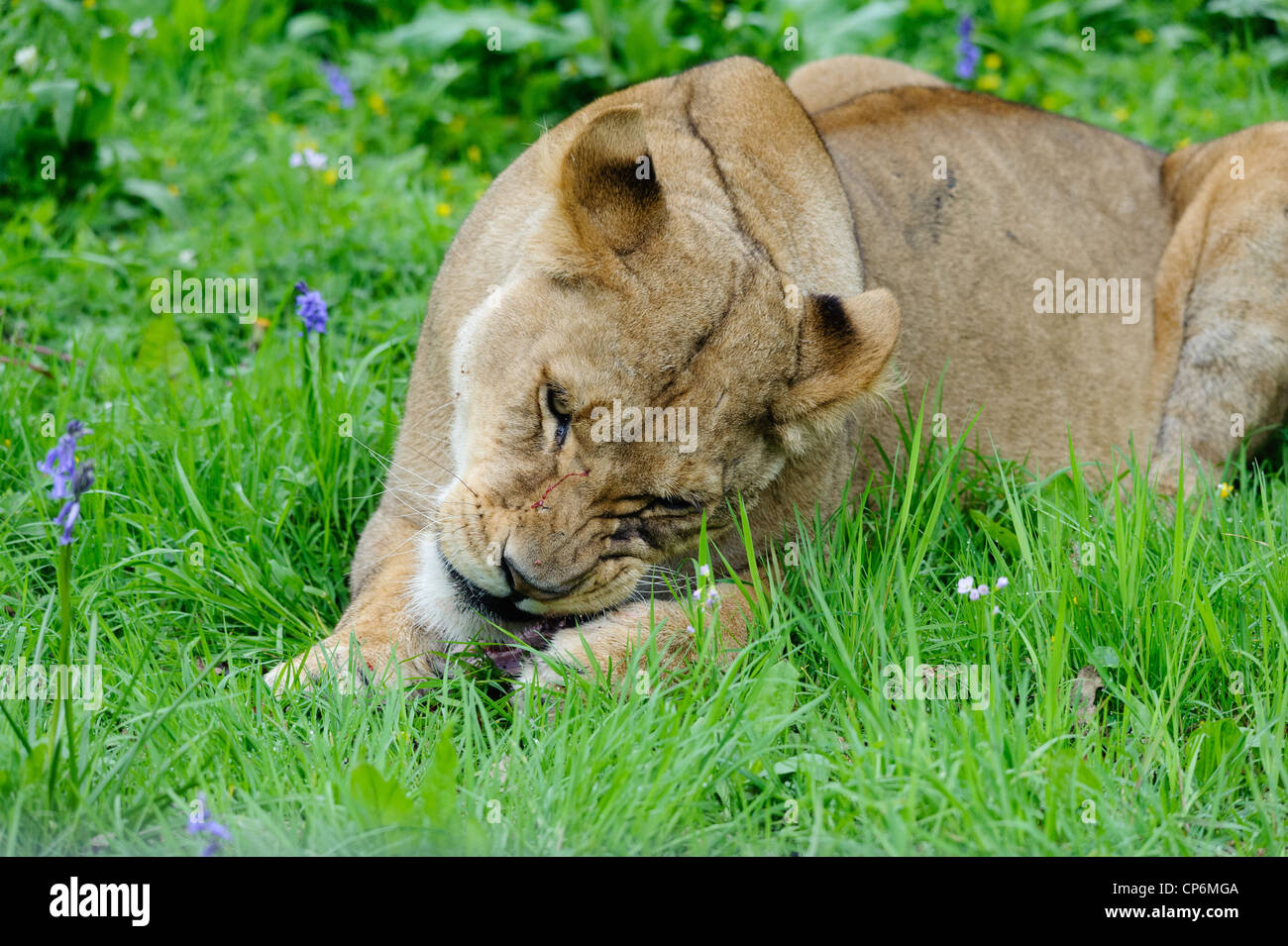 A lioness eating its dinner. Taken at Longleat Safari Park Stock Photo
