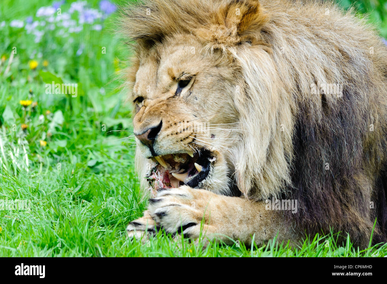 A lion eating its dinner. Taken at Longleat Safari Park Stock Photo Alamy