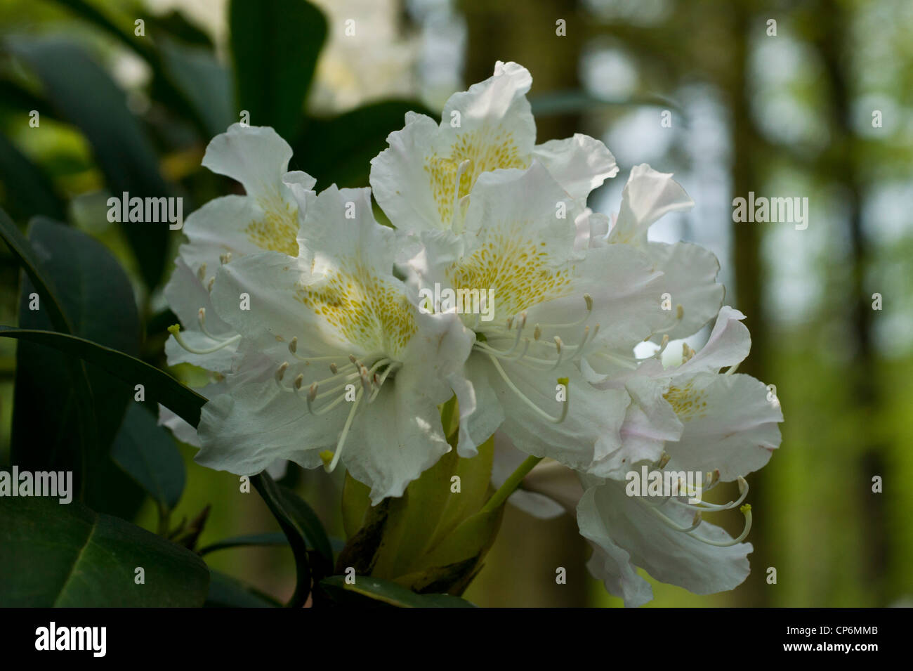 White Rhododendrons close up Stock Photo
