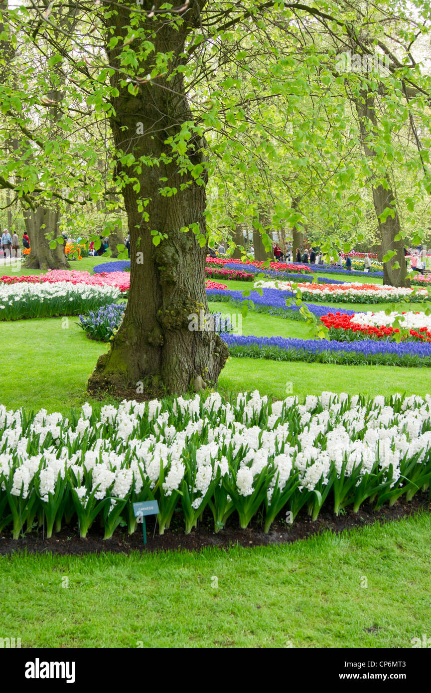 Beech tree surrounded with colorful tulips and grape Hyacinths Stock Photo