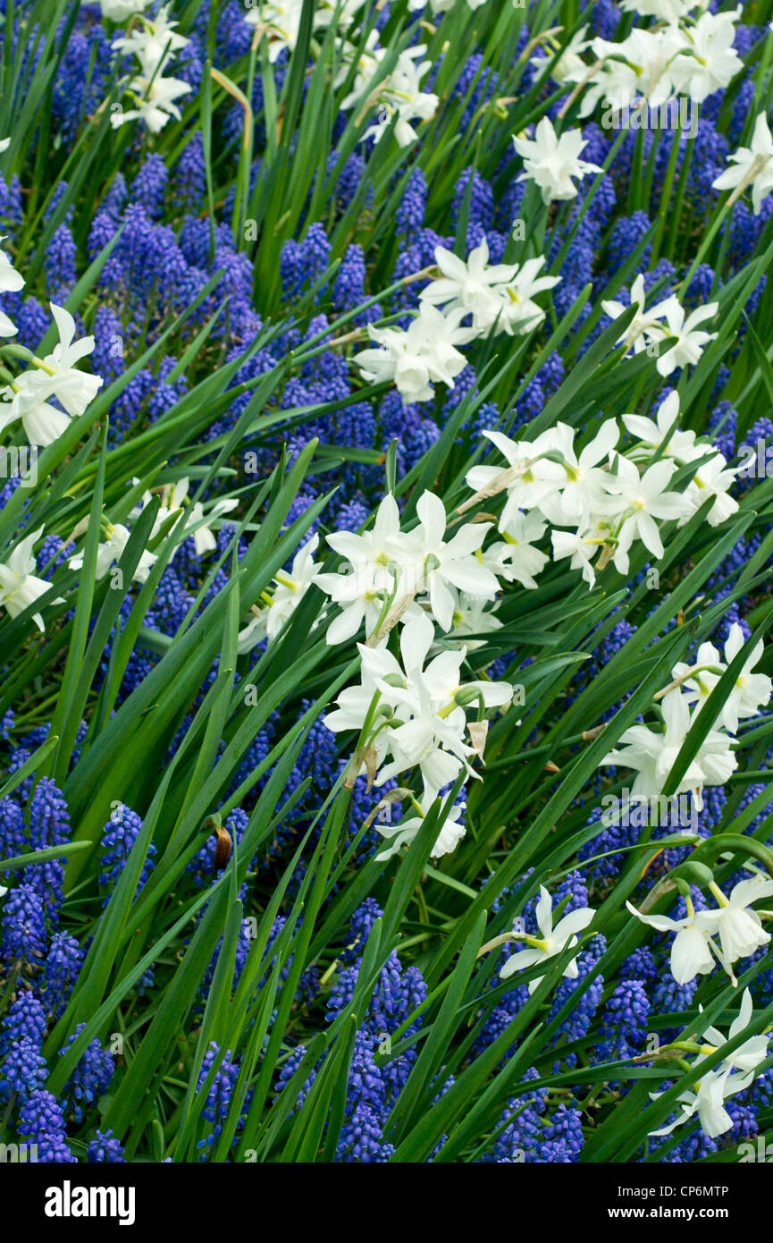 White Narcissus with Blue Grape Hyacinths Stock Photo