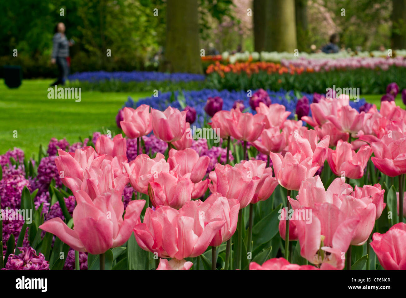 Colorful Tulips in the Keukenhof Stock Photo - Alamy