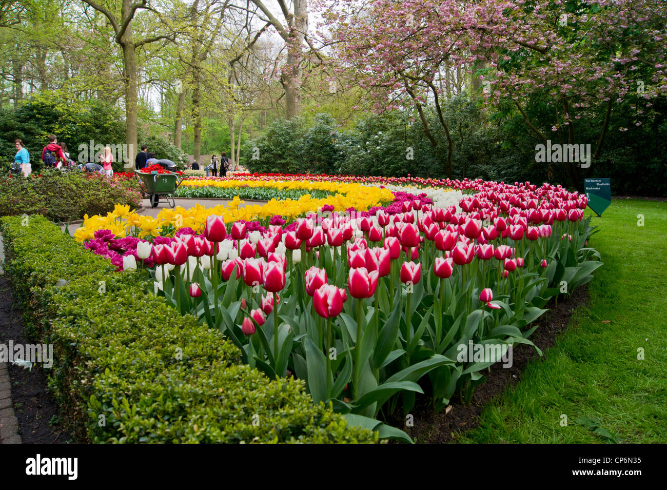 Tulips in the garden of the Keukenhof Stock Photo - Alamy