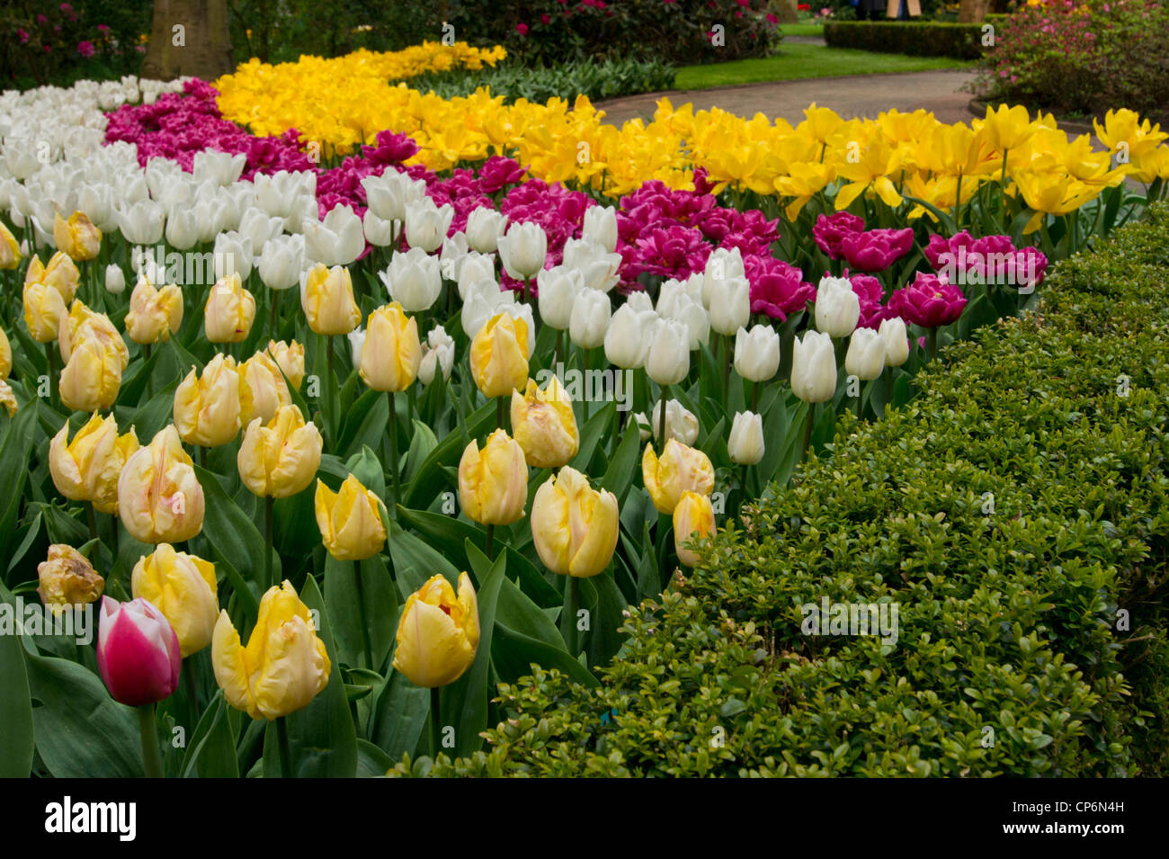 Tulips at the Keukenhof Stock Photo