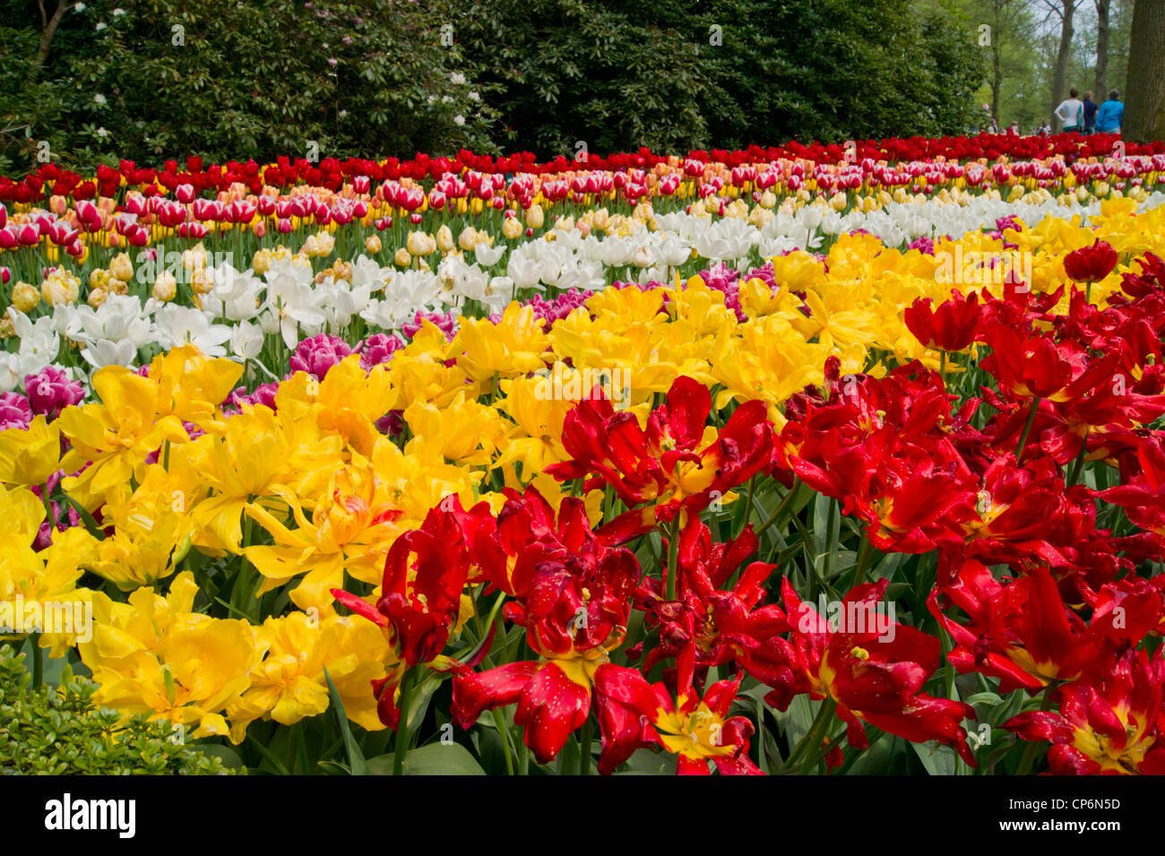 Brightly colored tulips at the Keukenhof Stock Photo