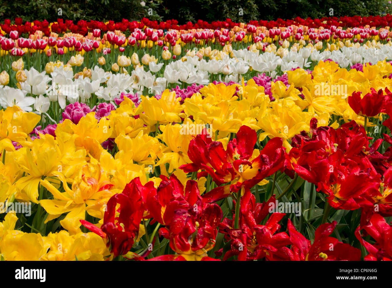 Mixed Tulip Field in the Keukenhof Stock Photo