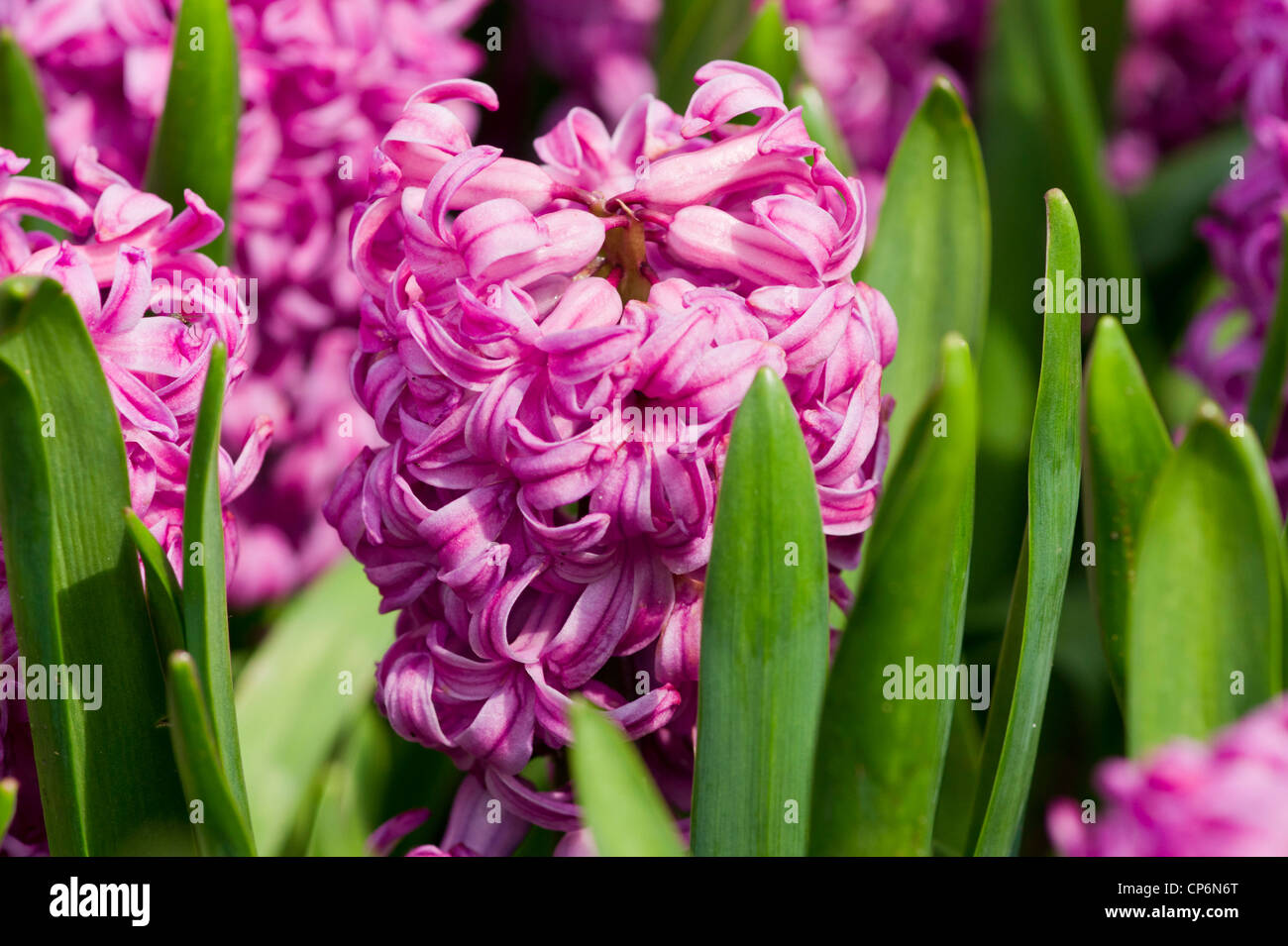 Deep pink Hyacinths Stock Photo