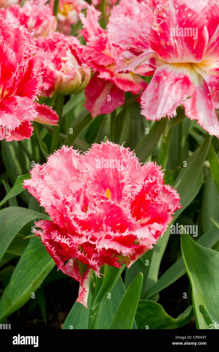 Fringed pink Tulips Stock Photo Alamy