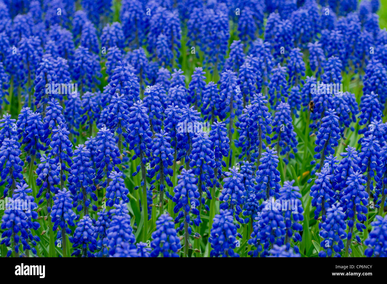 Field filled with Muscari botryoides Stock Photo