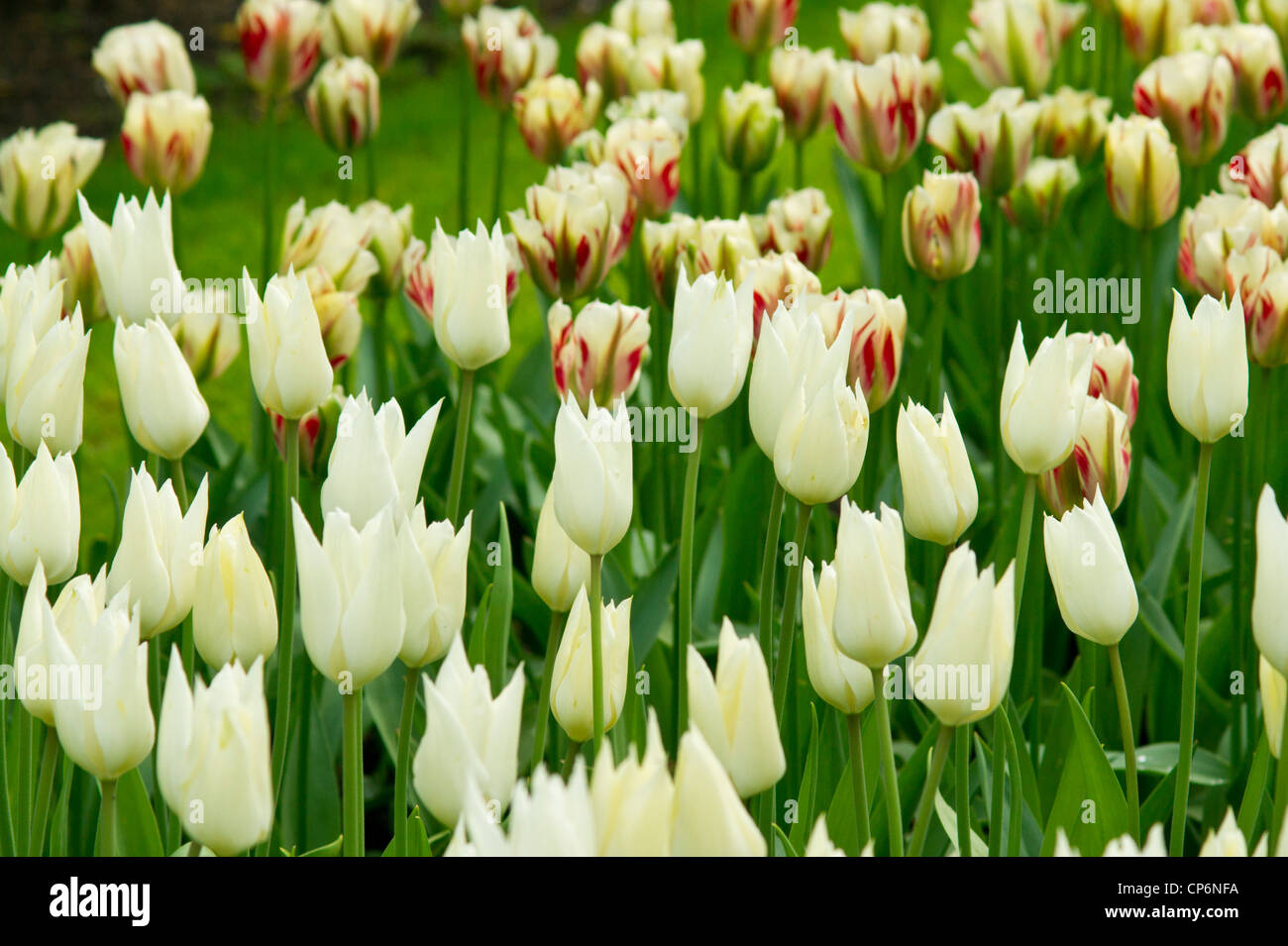 Mixed Tulips in a Field Stock Photo