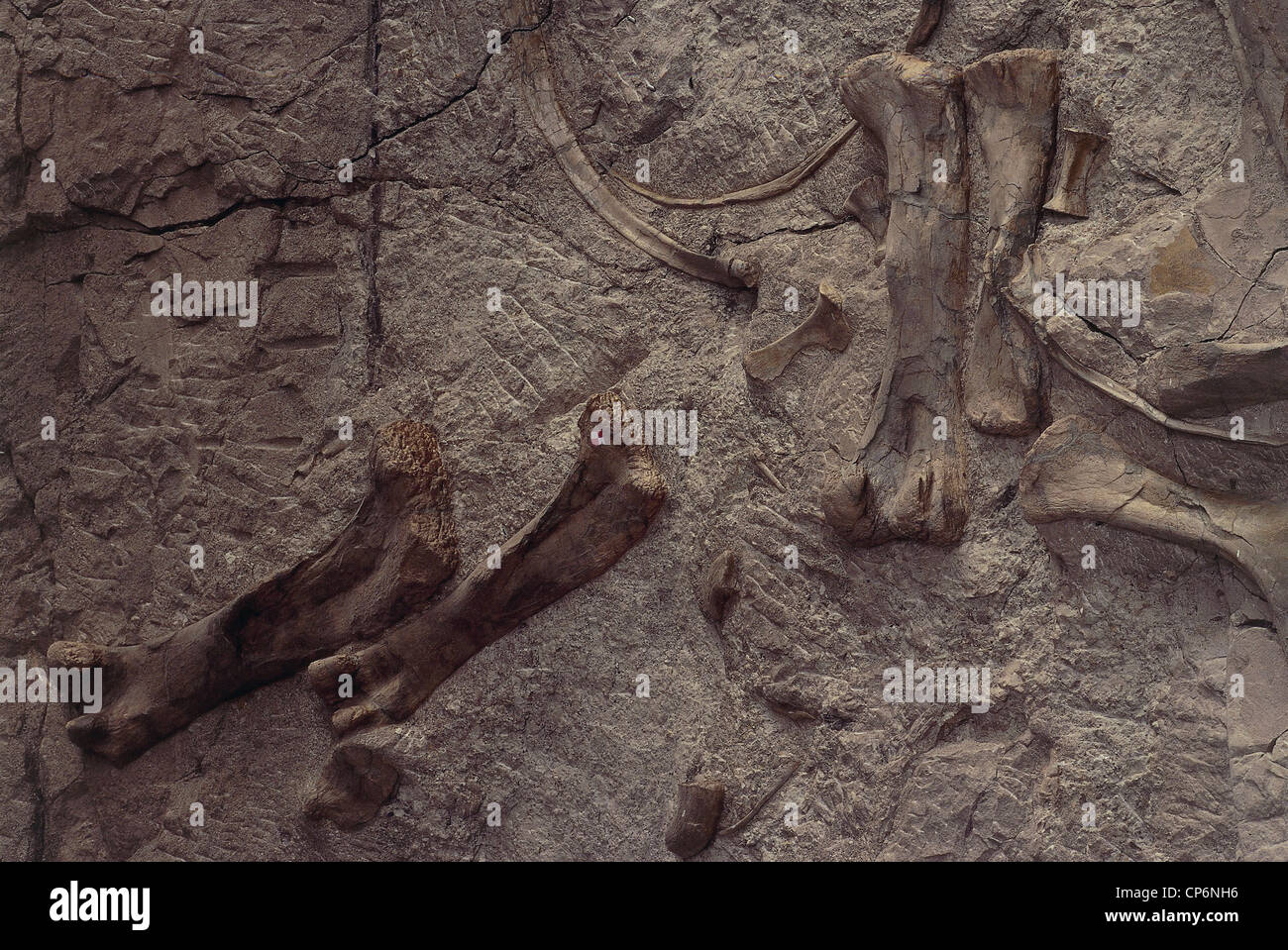 United States of America Utah / Colorado. Dinosaur National Monument