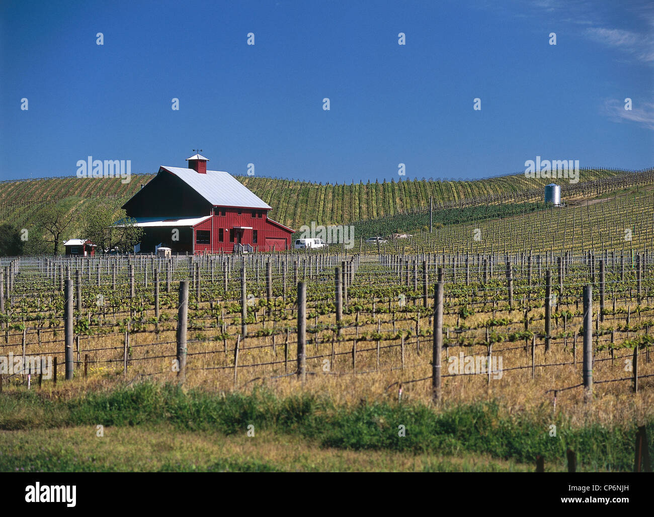 United States of America - California - Carneros. Vineyard Stock Photo