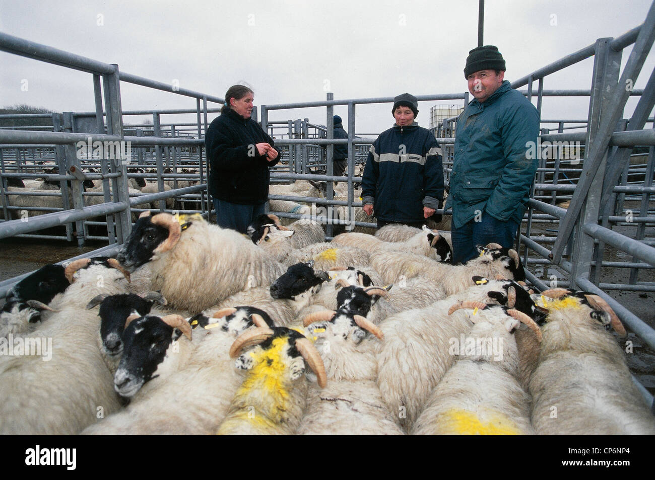 United Kingdom - Scotland - Argyll Islay. Auction of sheep, a flock of sheep in the pen. Stock Photo