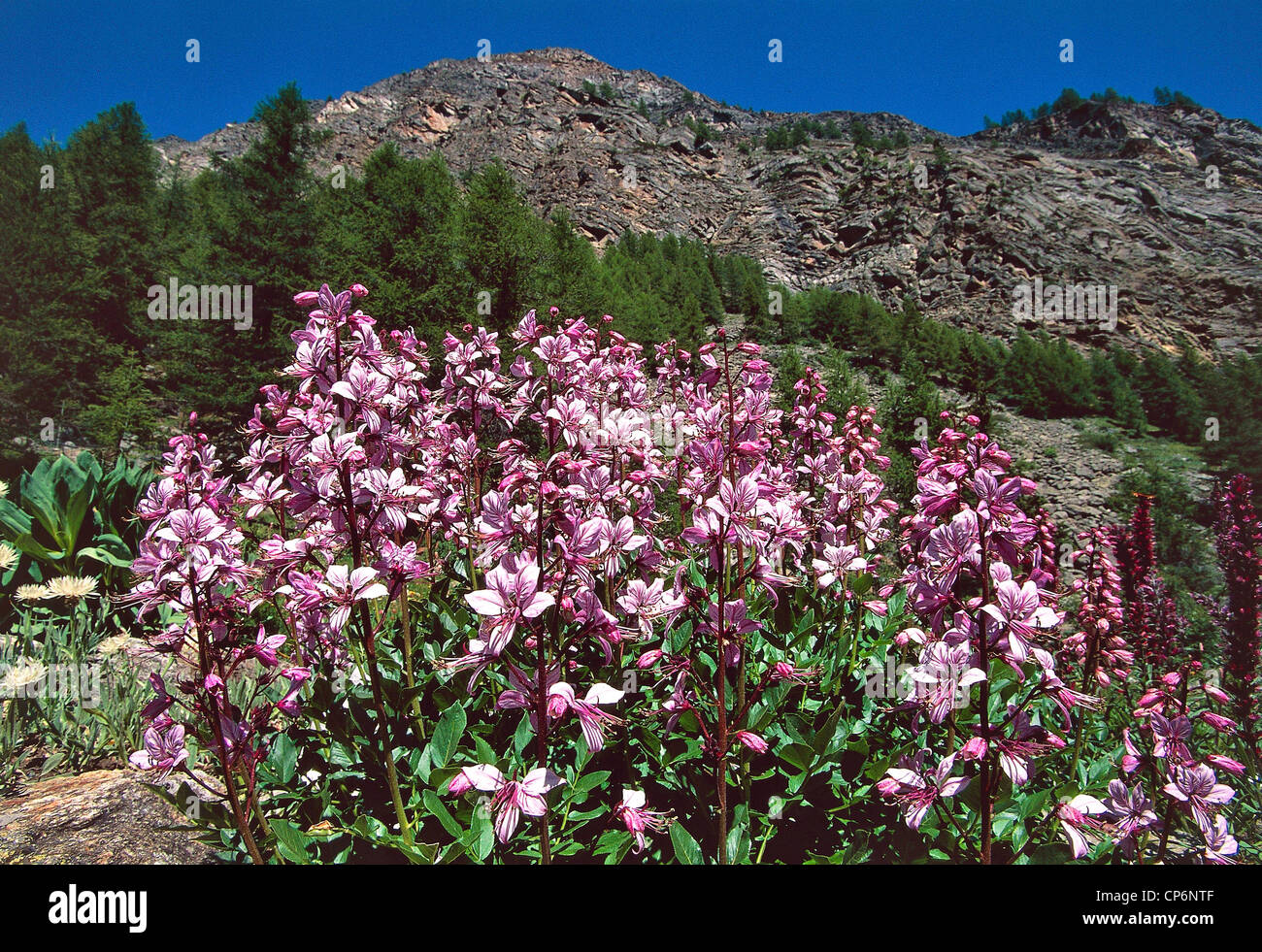 Valle d'Aosta - Cogne (AO) - Valnontey - Alpine Garden Paradisia. Limonella (Dictamnus albus) Stock Photo