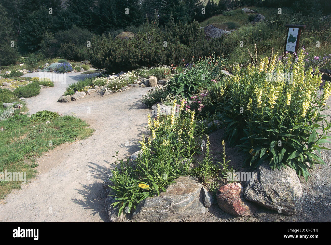 Valle d'Aosta - Cogne (AO) - Valnontey - Alpine Garden Paradisia. Digitalis Stock Photo