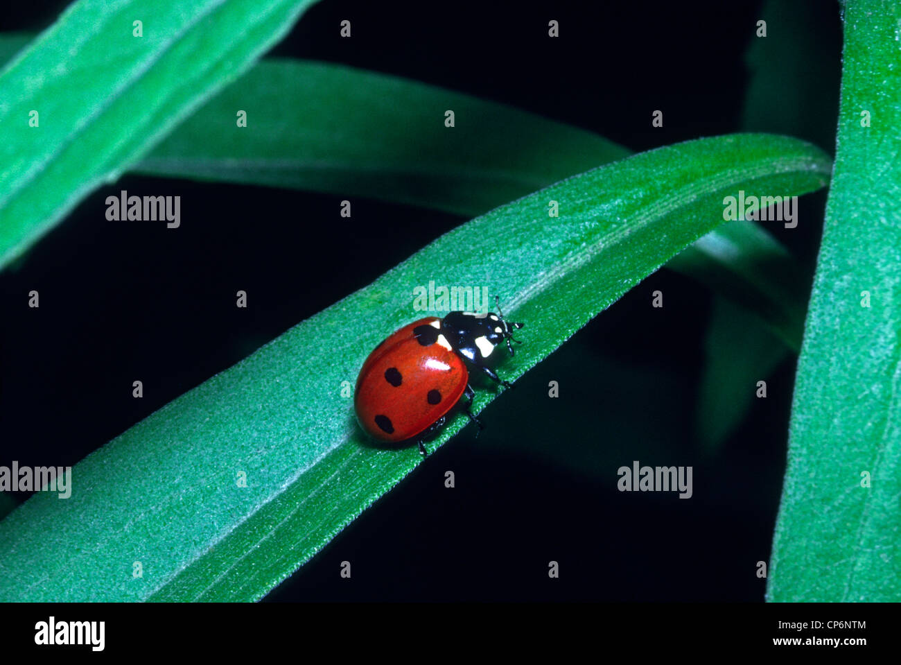 Nine spotted lady beetle hi-res stock photography and images - Alamy