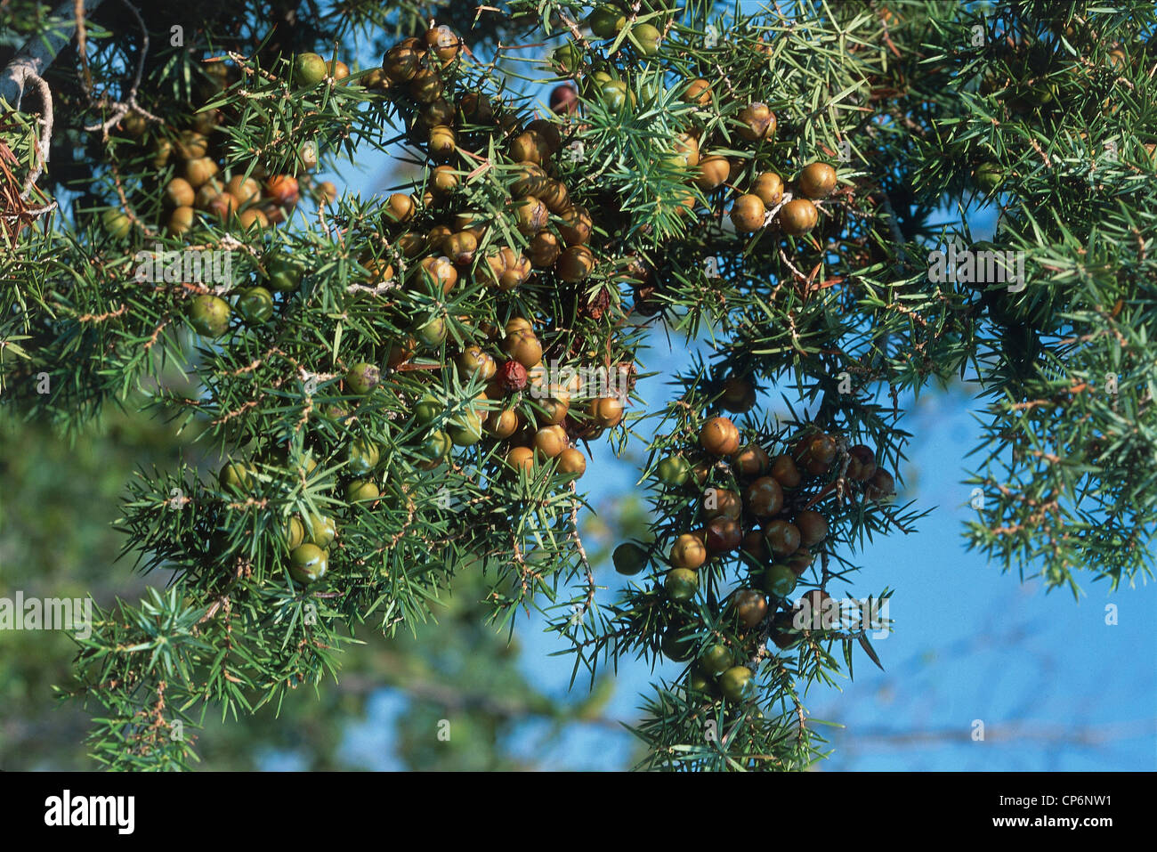 Croatia - Dalmatia - National Park Krka prickly juniper (Juniperus oxycedrus subspecies macrocarpa) Stock Photo
