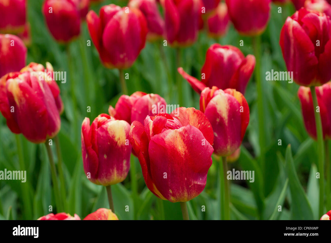 Field with red and yellow tulips Stock Photo