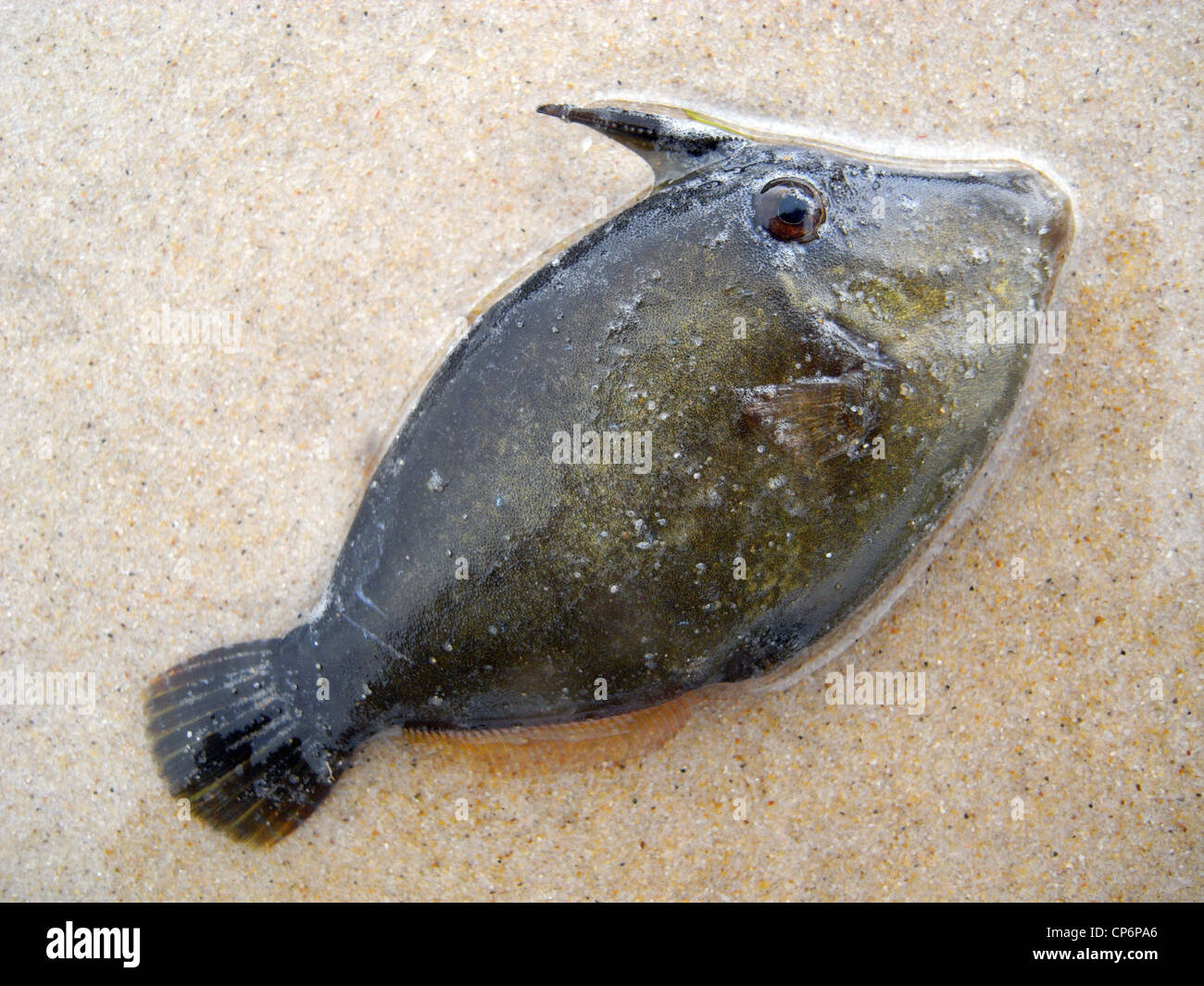 Dead triggerfish (family Balistidae) washed up on beach after a storm, Sunshine Beach, Sunshine Coast, Queensland, Australia Stock Photo