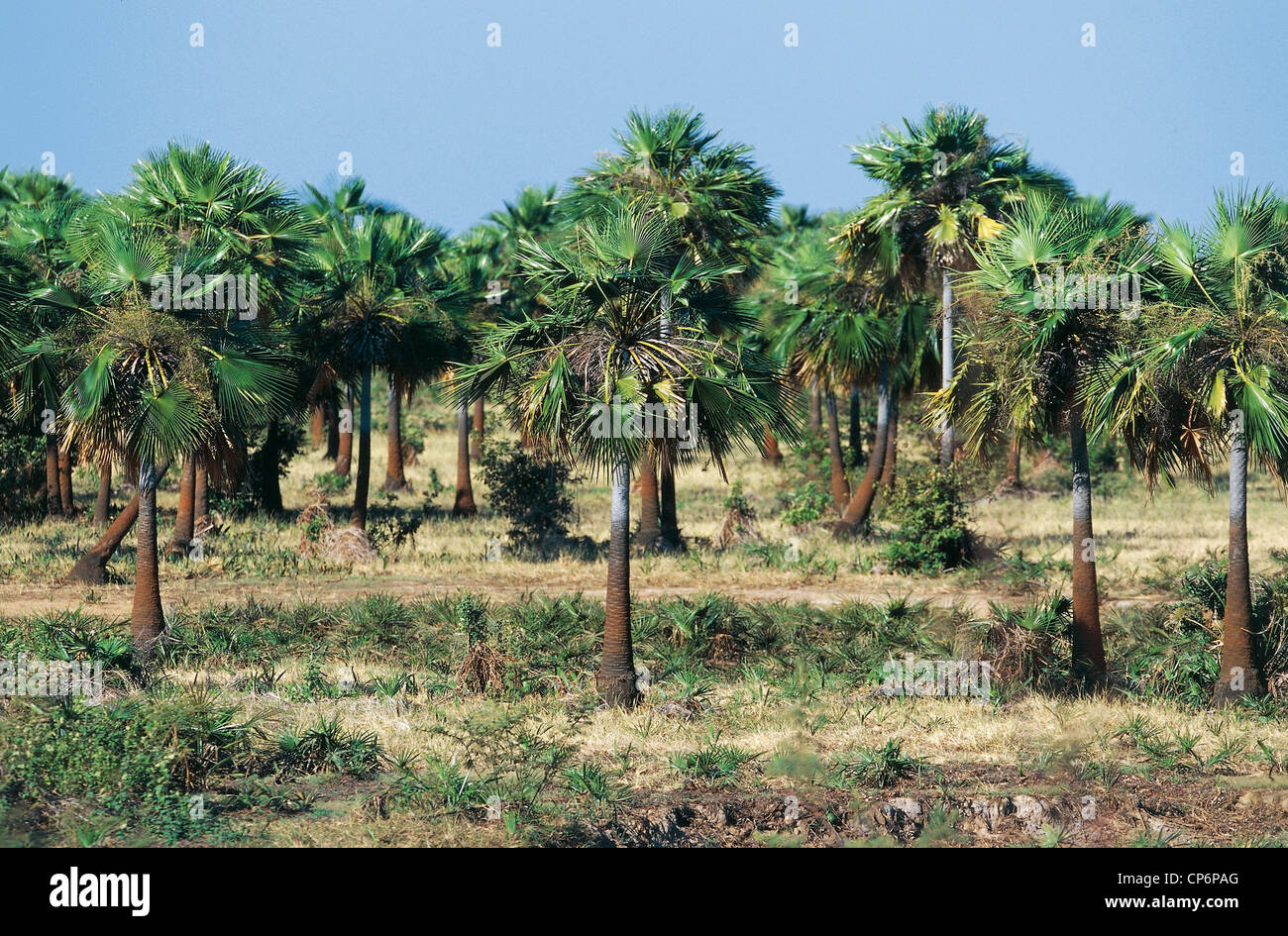 Venezuela - Los Llanos - Apure. Growing palm Moriche (Mauritia flexuosa) Stock Photo