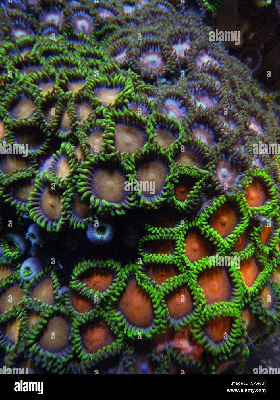 Corallimorpharians growing under fluorescent lights Stock Photo
