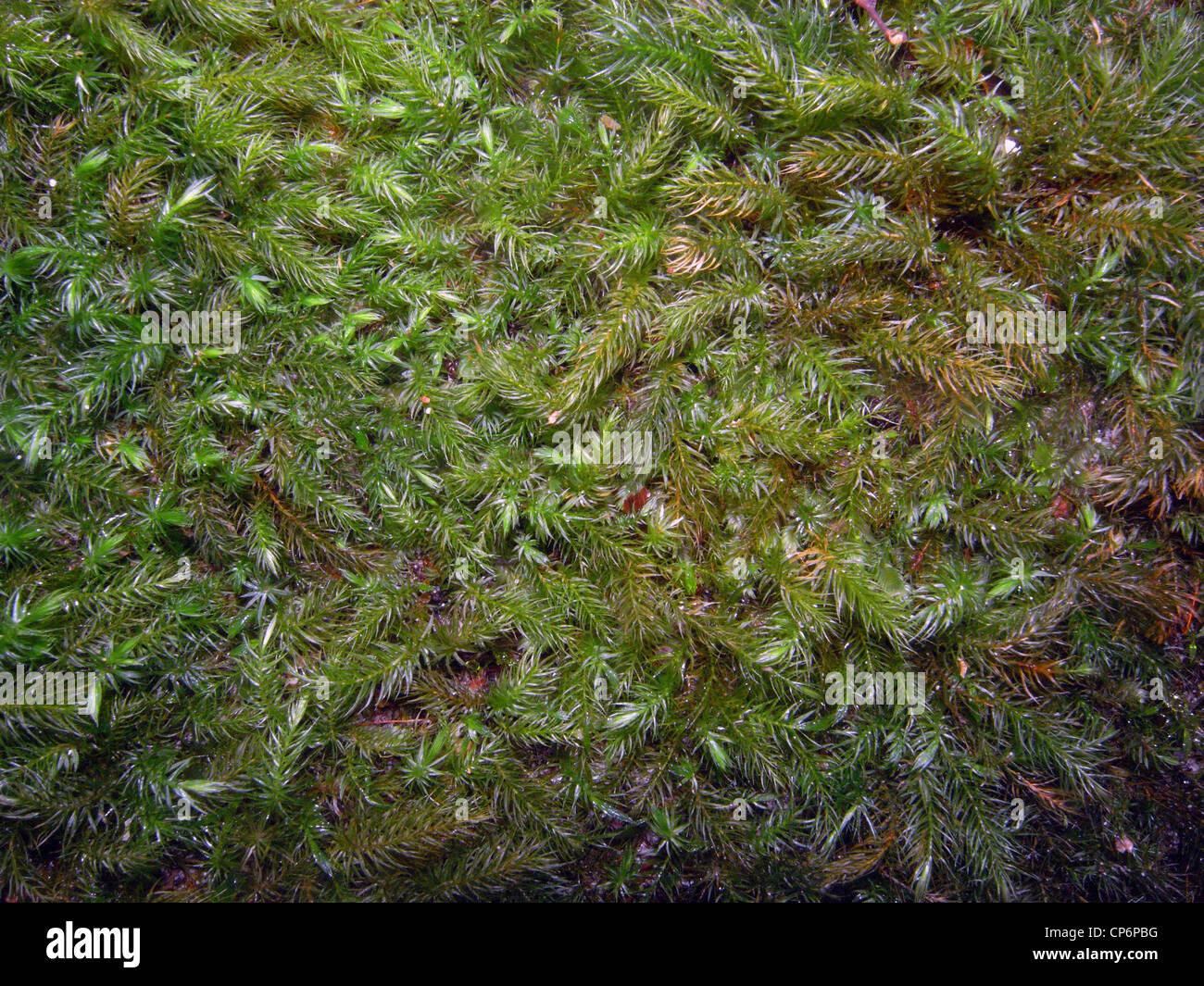 Lush bed of spaghnum moss, Noosa National Park, Queensland, Australia Stock Photo