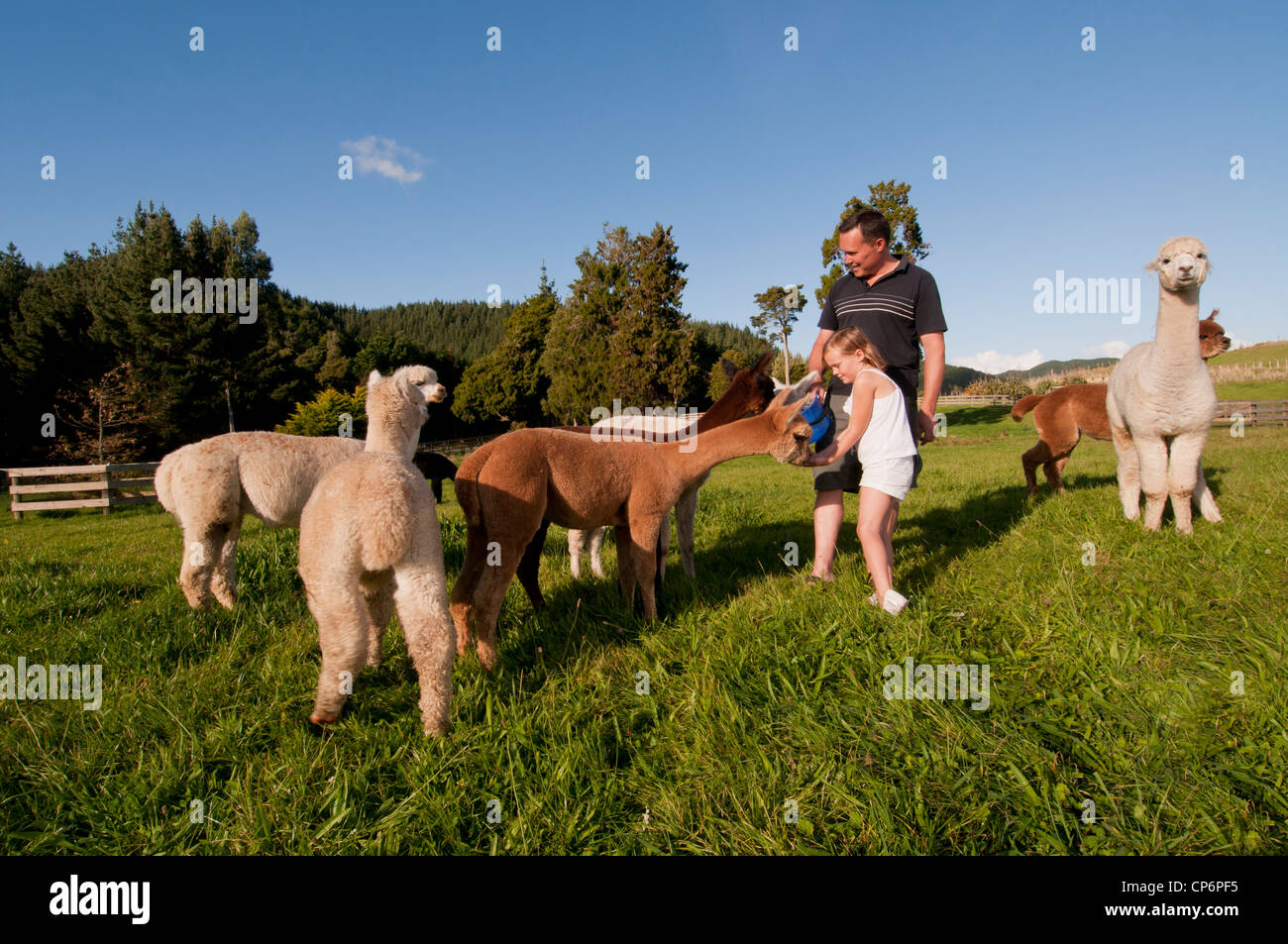 Farther and daughter feeding Alpacas on there life style section, New Zealand Stock Photo