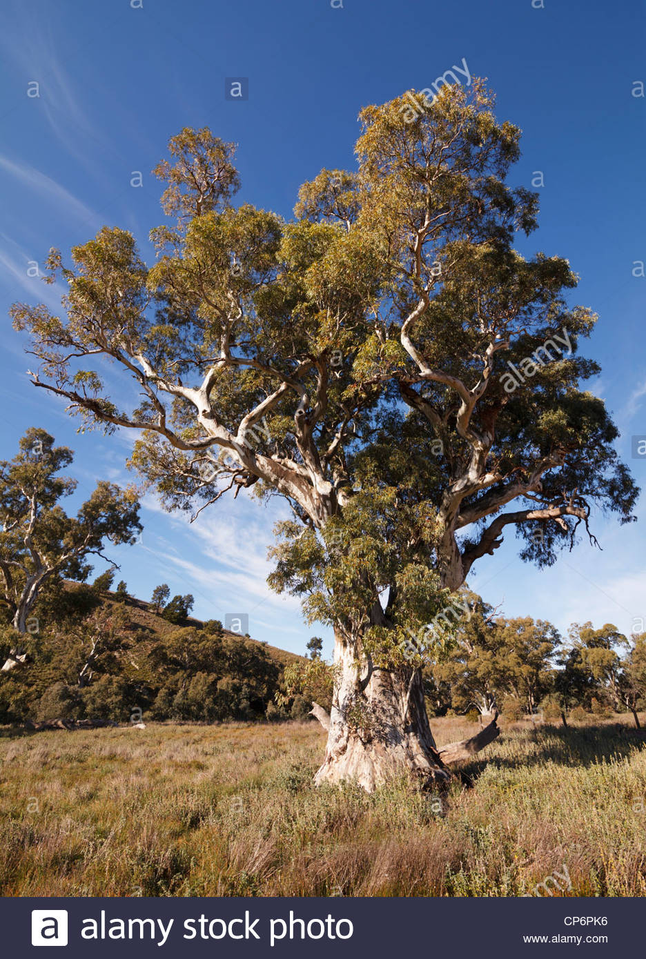 River Red Gum Stock Photos & River Red Gum Stock Images Alamy