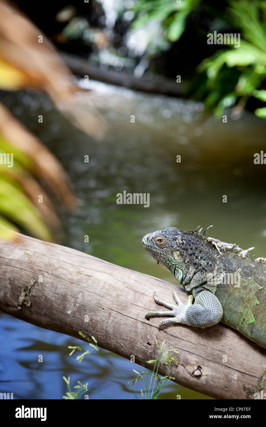 A Green Iguana climbing along a log by the water at Klapmuts, South Africa Stock Photo