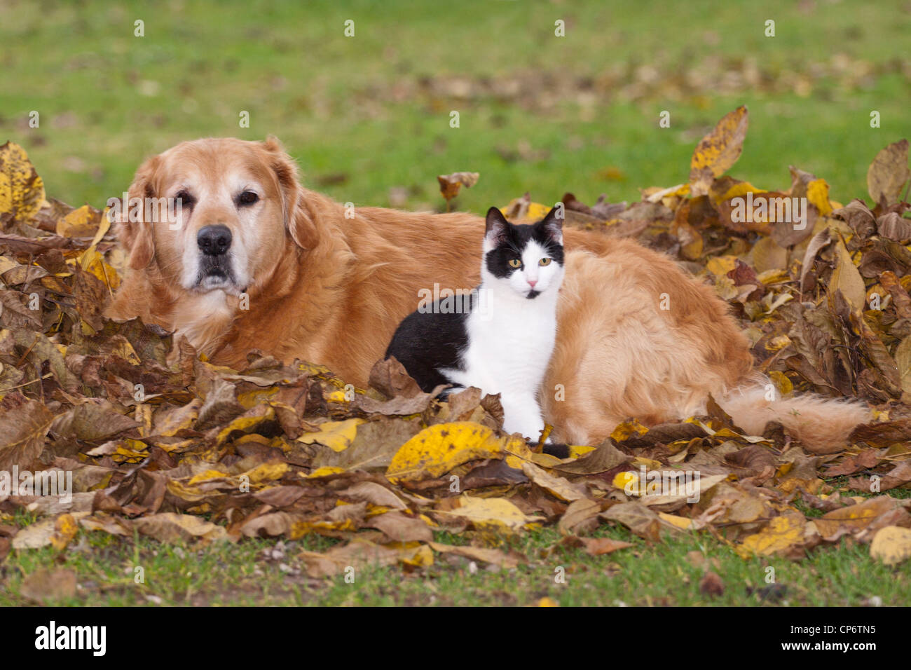 Cat and dog lying in the autumn leaves. Stock Photo