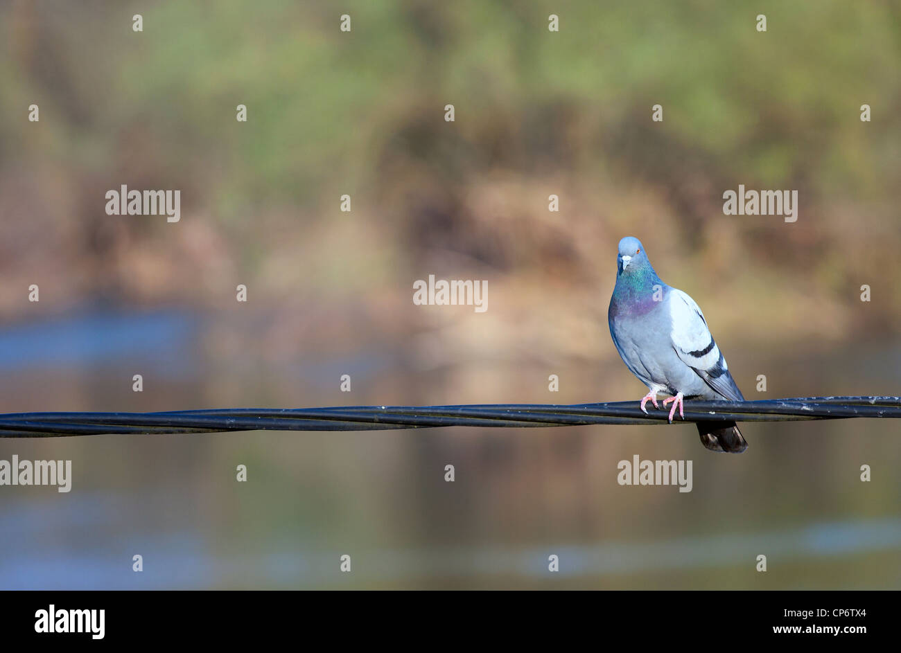 Pigeon on the wire Stock Photo Alamy