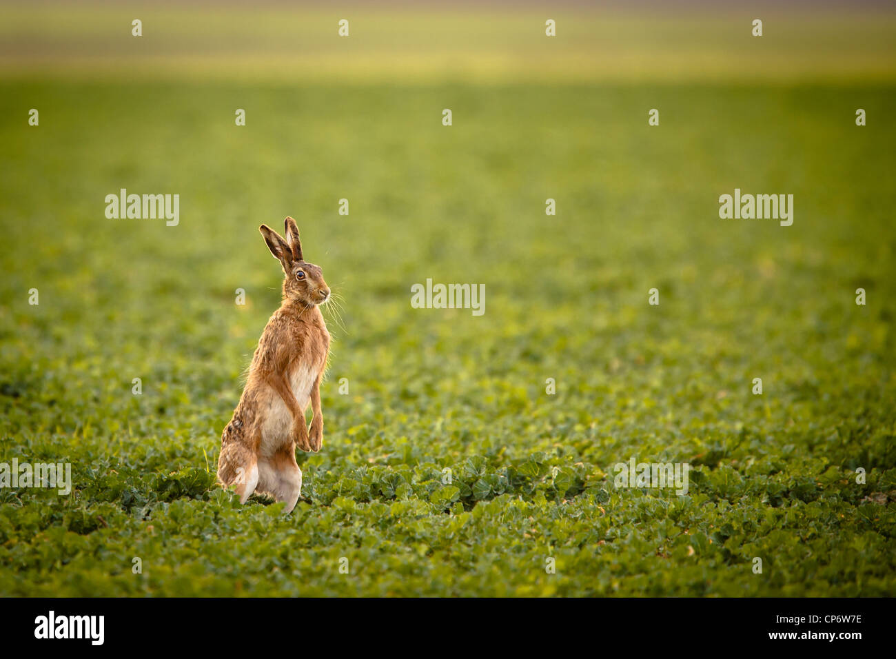 Brown hare (lepus europaeus) Stock Photo