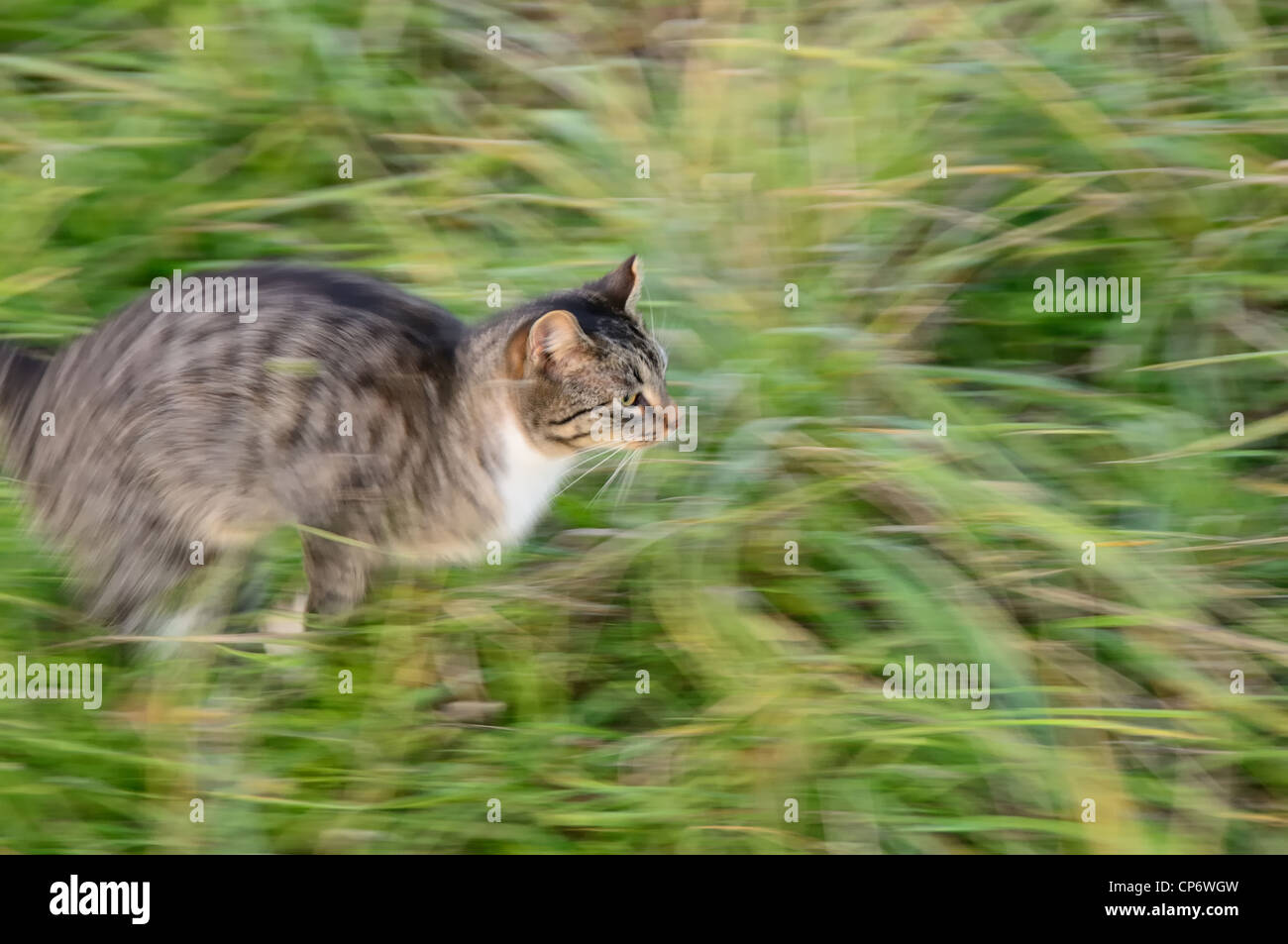Running cat against a green grass Stock Photo
