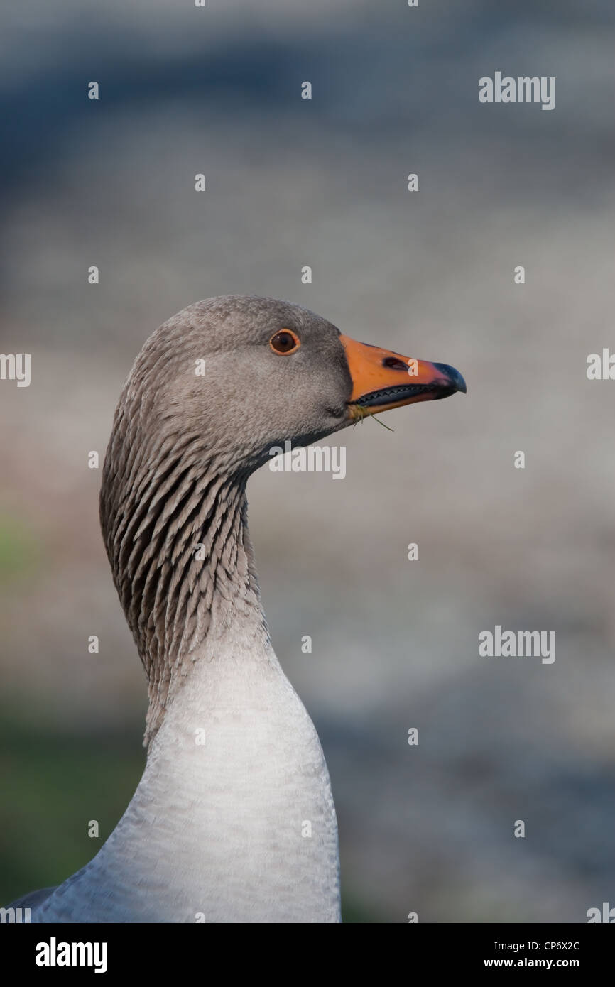 Greylag Goose head and neck Stock Photo