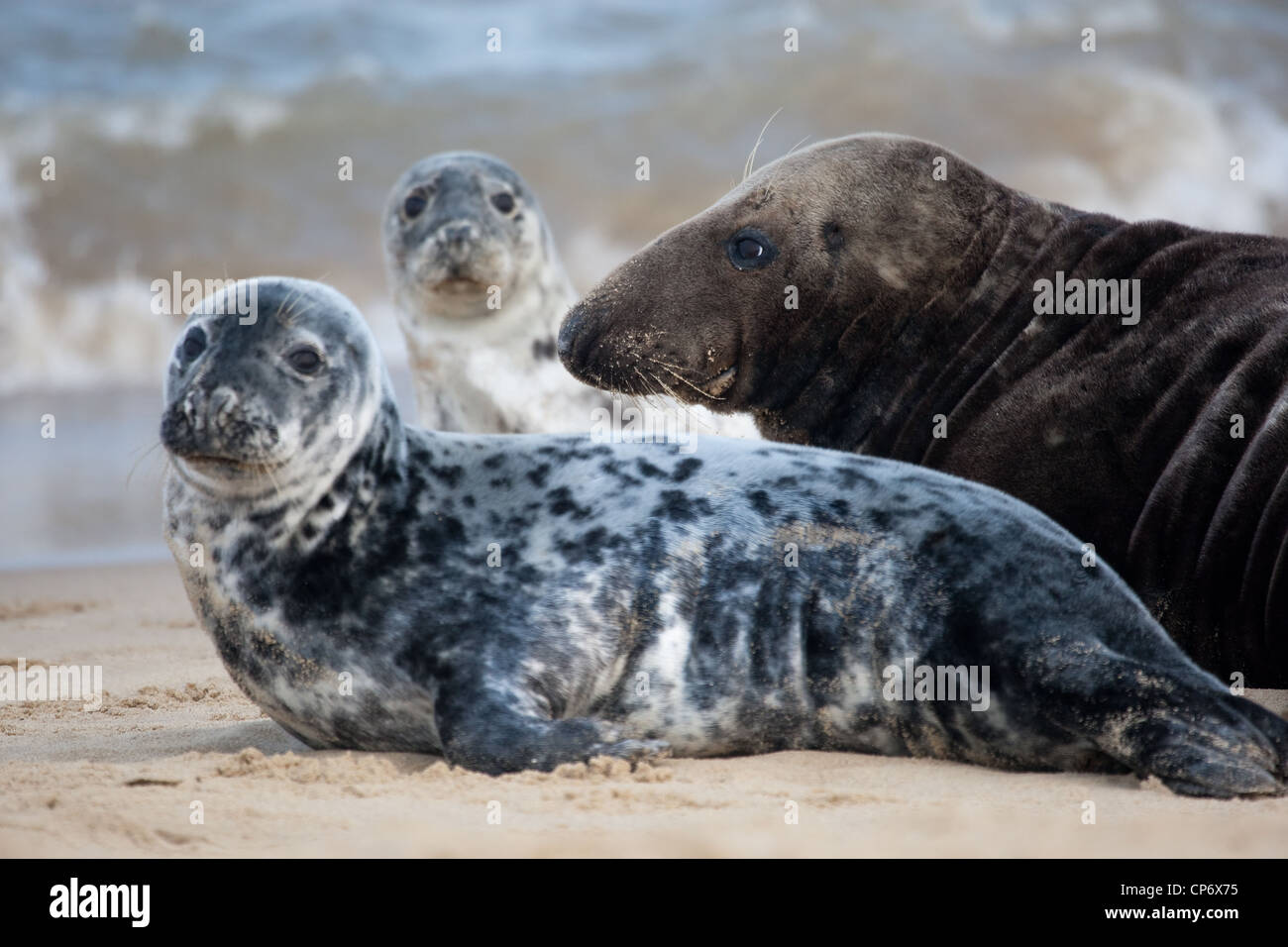 Colony Of Grey Seals On The Norfolk Coast East Anglia UK Stock Photo colony-of-grey-seals-on-the-norfolk-coast-east-anglia-uk-stock-photo