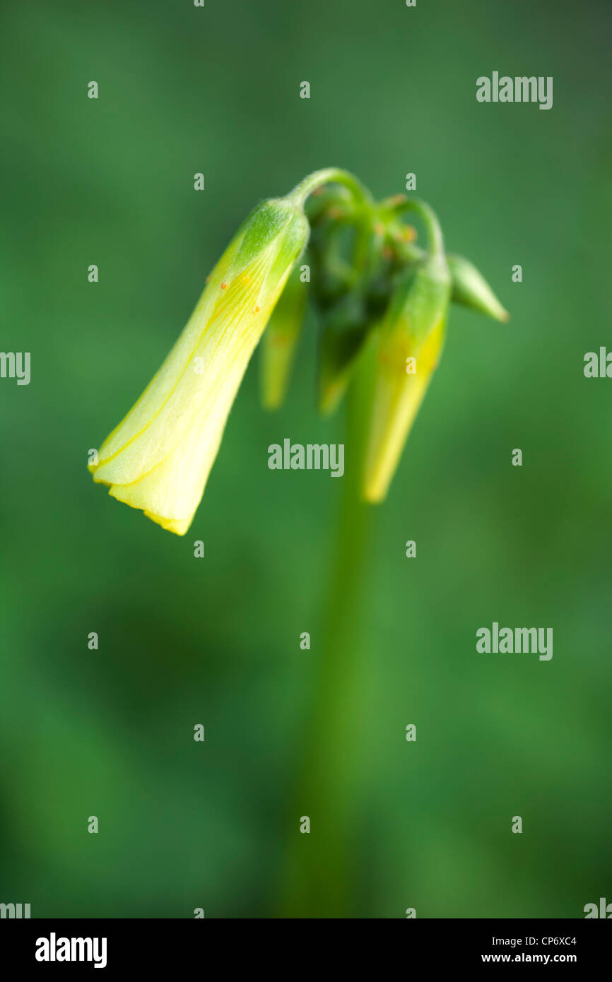 Flower from Geelong Victoria Australia Stock Photo Alamy