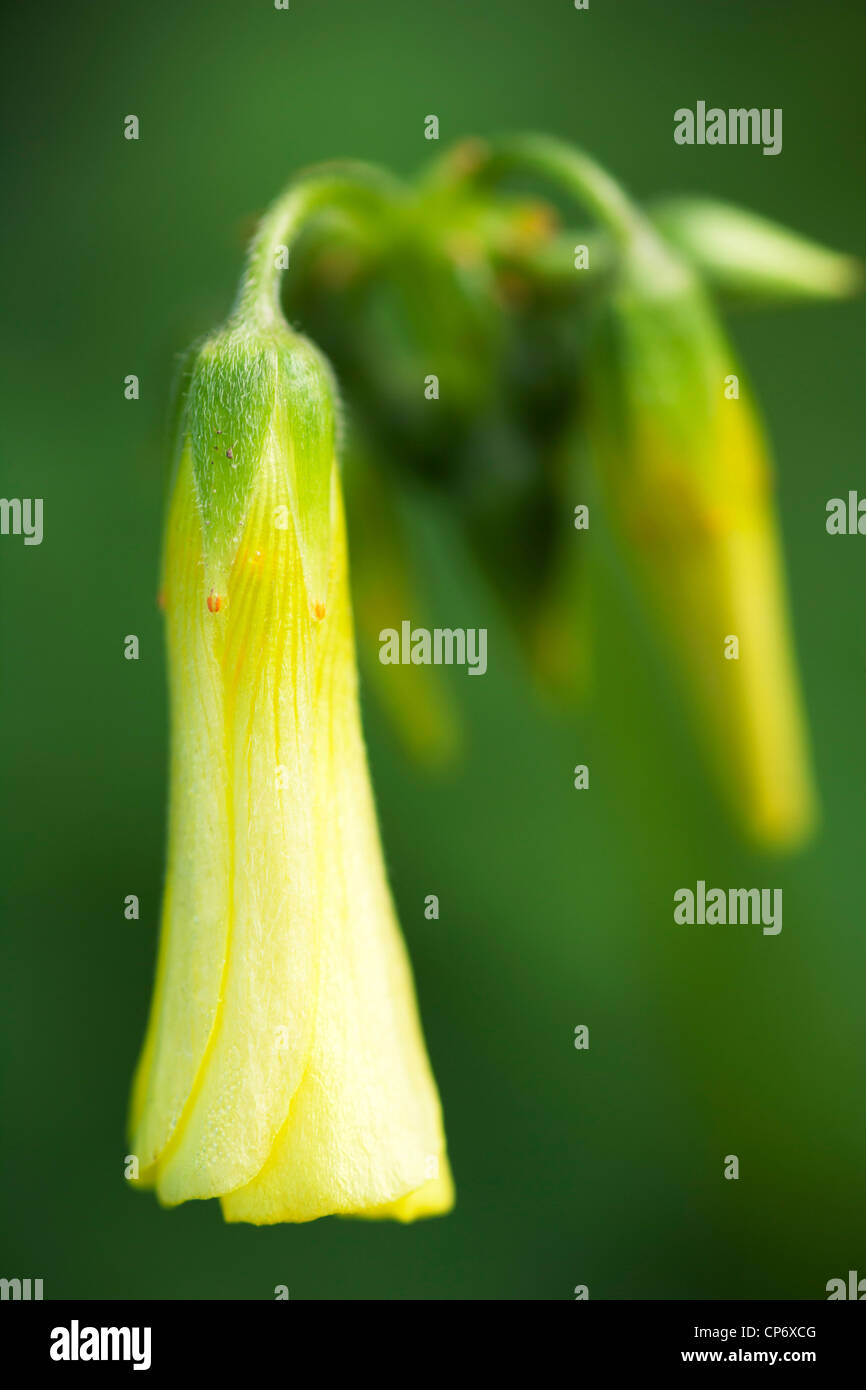 Flower from Geelong Victoria Australia Stock Photo Alamy