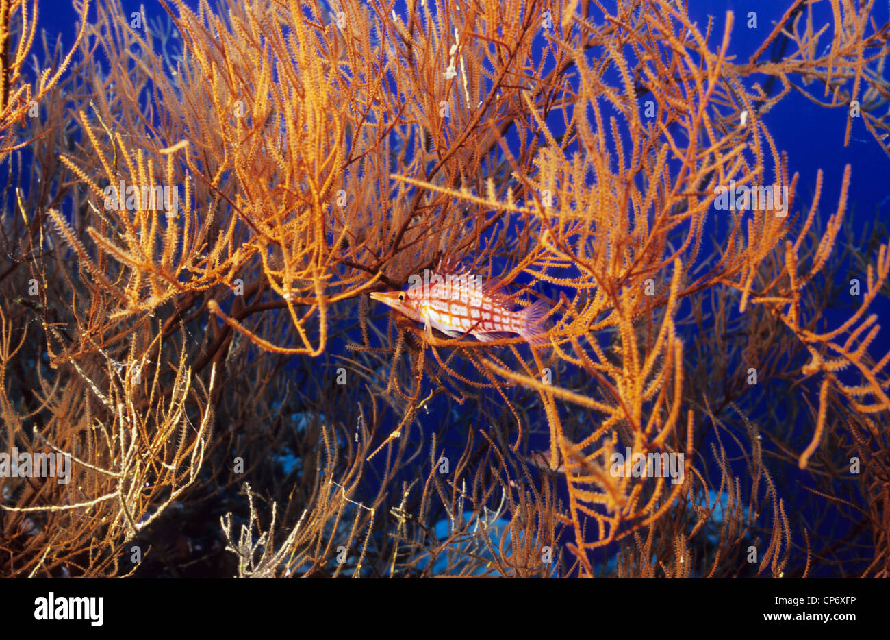 Long Nosed Hawkfish, underwater in coral bush. Found only in large gorgonian or black corals. Stock Photo