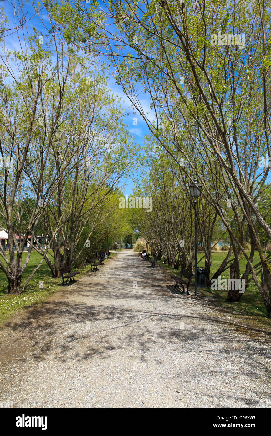 Avenue of Trees in the park Renai, Signa Stock Photo