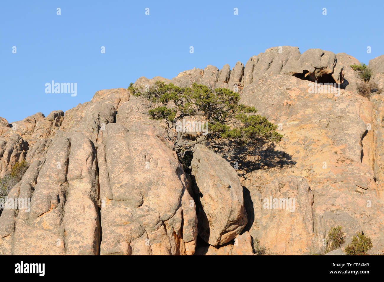tree on Rocky formations cala coticcio Caprera island,La Maddalena Archipelalgo national park, Sardinia, Italy, Stock Photo