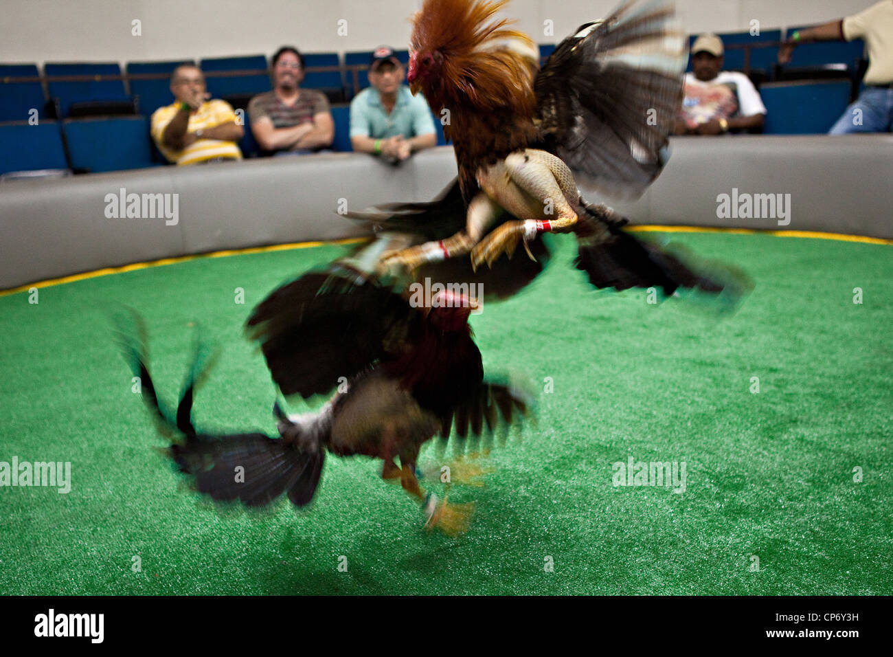 puerto rico cock fights bikini contest vodeo