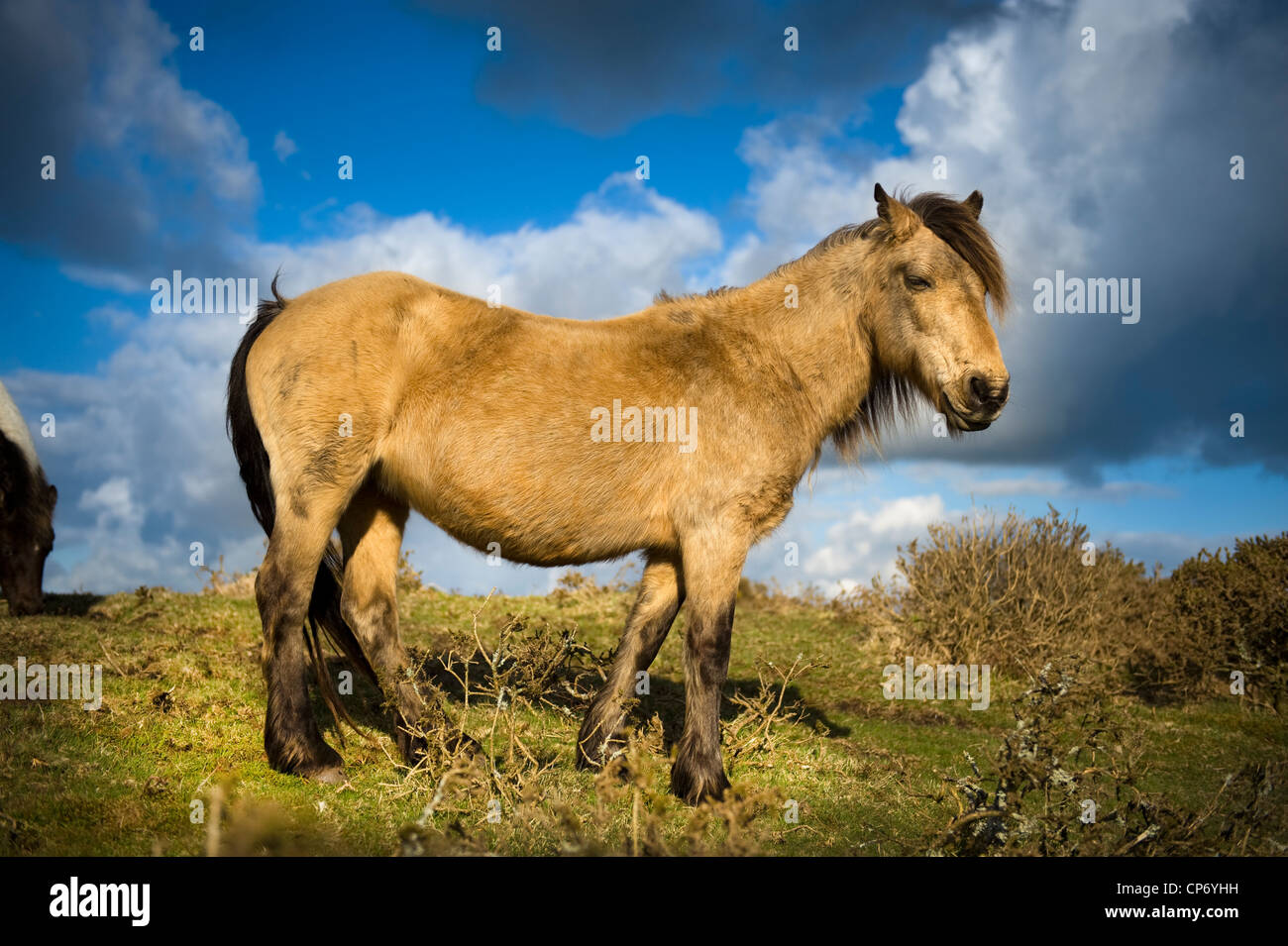 Dartmoor pony hires stock photography and images Alamy