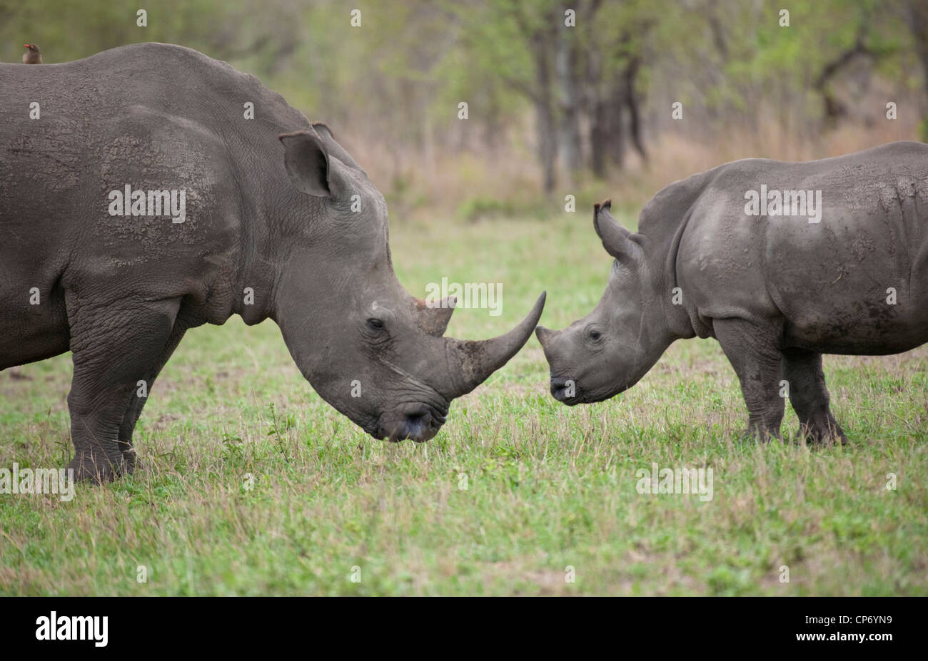 White rhino baby standing head to head with it's mother Stock Photo